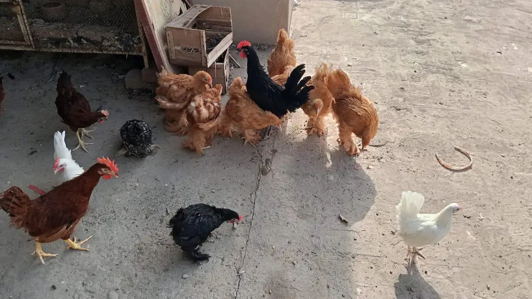 Golden Heavy Buff chicks | Age 3.5 Months — photo 4