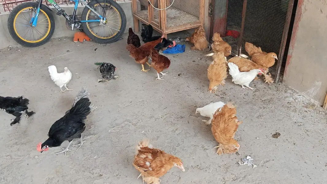 Golden Heavy Buff chicks | Age 3.5 Months — photo 5