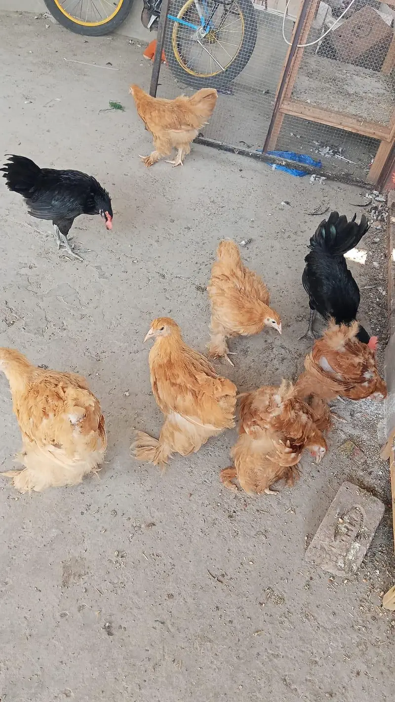 Golden Heavy Buff chicks | Age 3.5 Months — photo 6