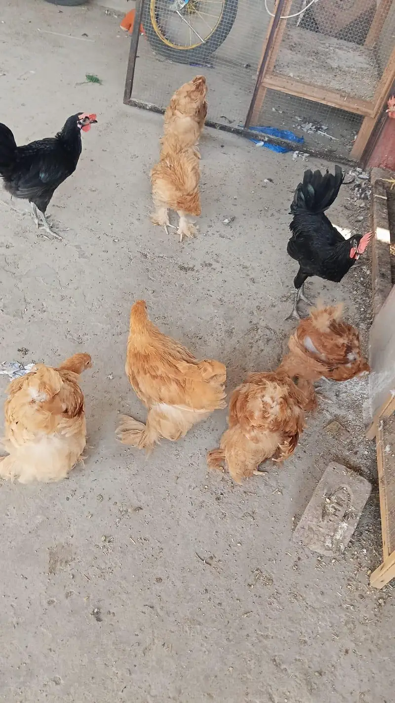 Golden Heavy Buff chicks | Age 3.5 Months — photo 7