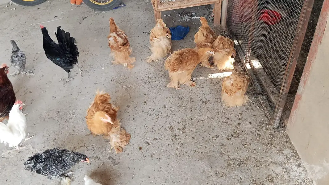 Golden Heavy Buff chicks | Age 3.5 Months — photo 8