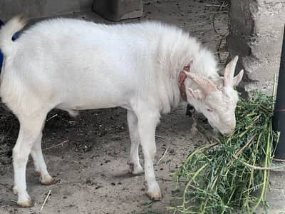 Teddy gulabi vip breeder pair with two male kids