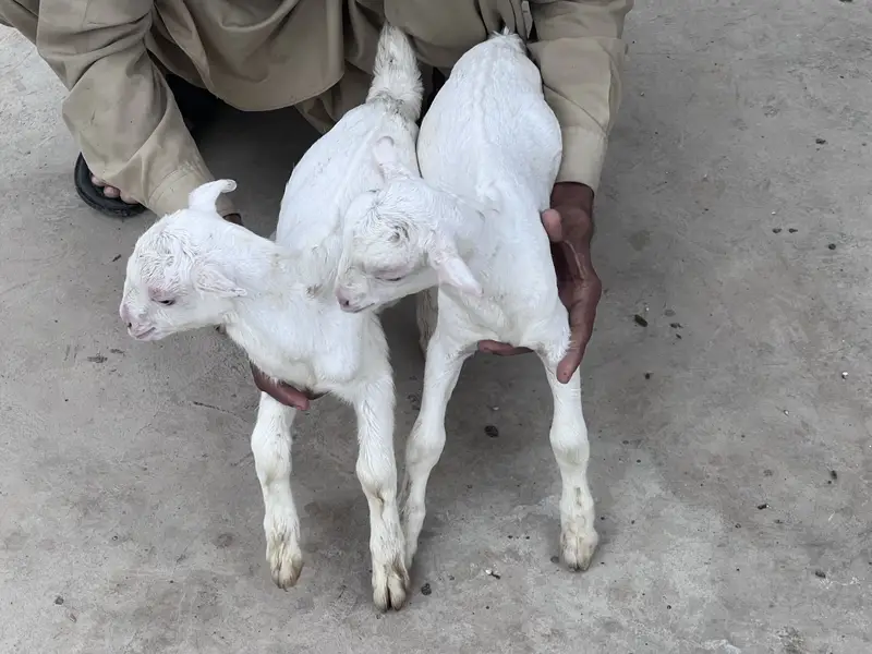 Teddy gulabi vip breeder pair with two male kids — photo 2