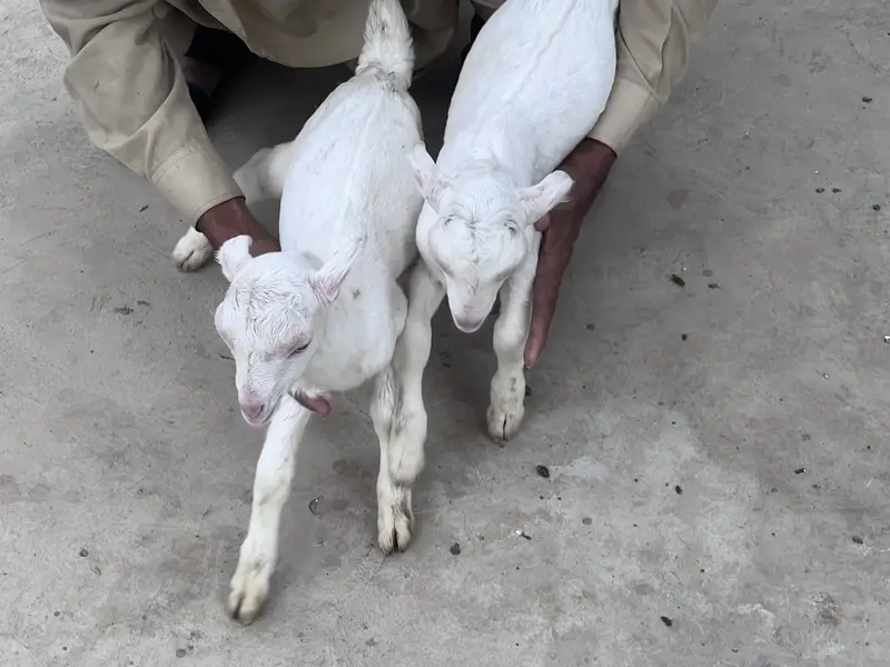 Teddy gulabi vip breeder pair with two male kids — photo 3