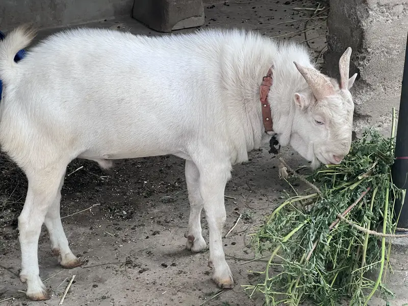 Teddy gulabi vip breeder pair with two male kids — photo 4