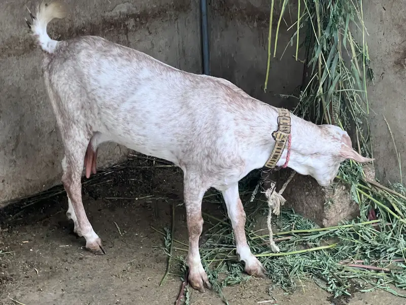 Teddy gulabi vip breeder pair with two male kids — photo 5
