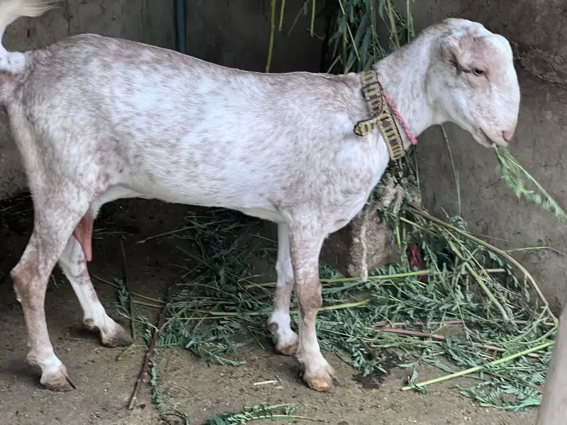 Teddy gulabi vip breeder pair with two male kids — photo 6