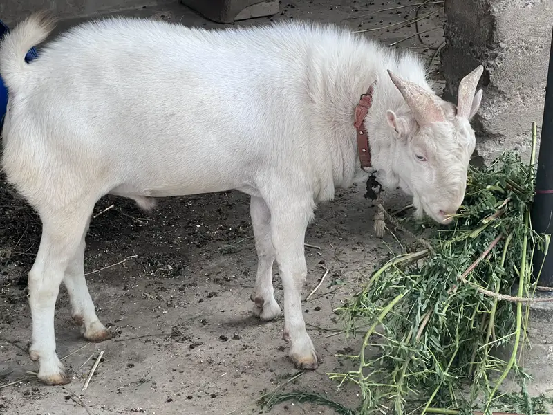 Teddy gulabi vip breeder pair with two male kids — photo 7