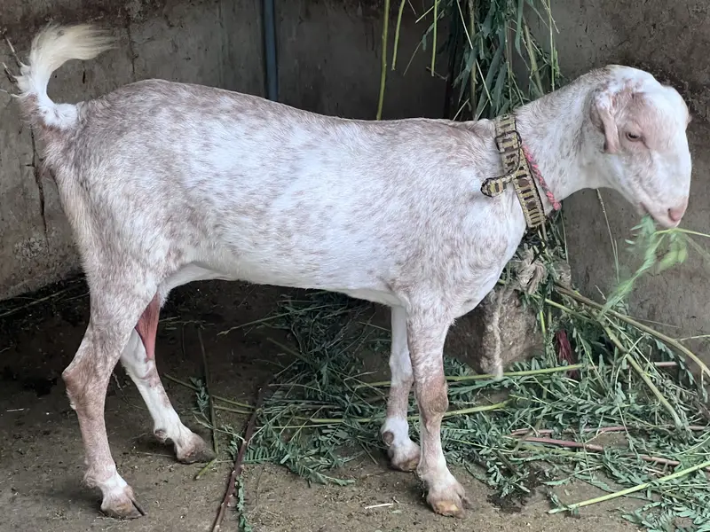 Teddy gulabi vip breeder pair with two male kids — photo 8