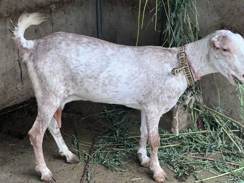 Teddy gulabi vip breeder pair with two male kids — photo 9