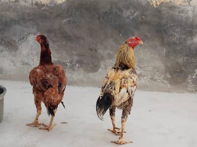 4 Aseel murgha or murghi For sale