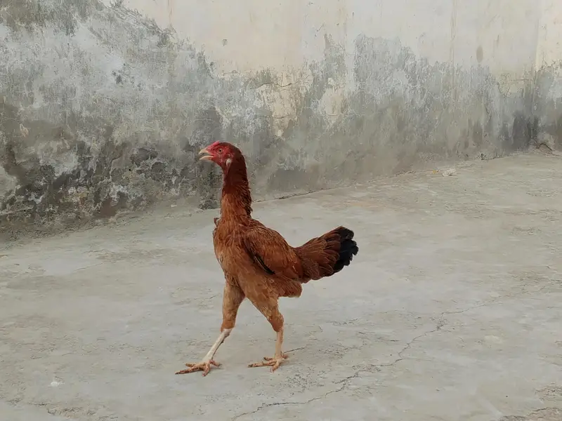 4 Aseel murgha or murghi For sale — photo 2