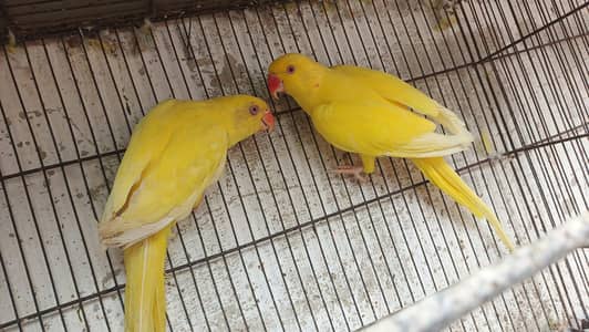 Premium Yellow Ringneck Pair Available for Sale