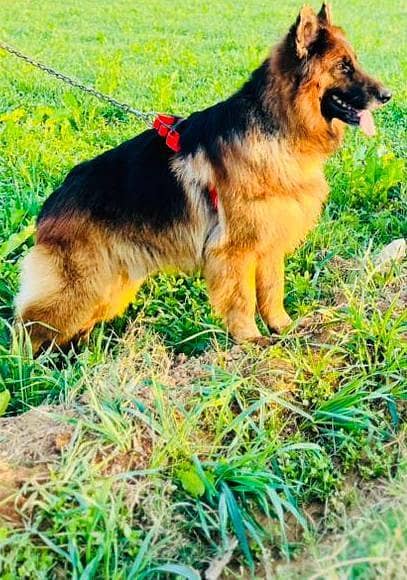 German shepherd 0