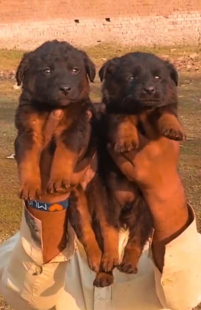 German Shepherd | Long coat German Shepherd |puppies pair