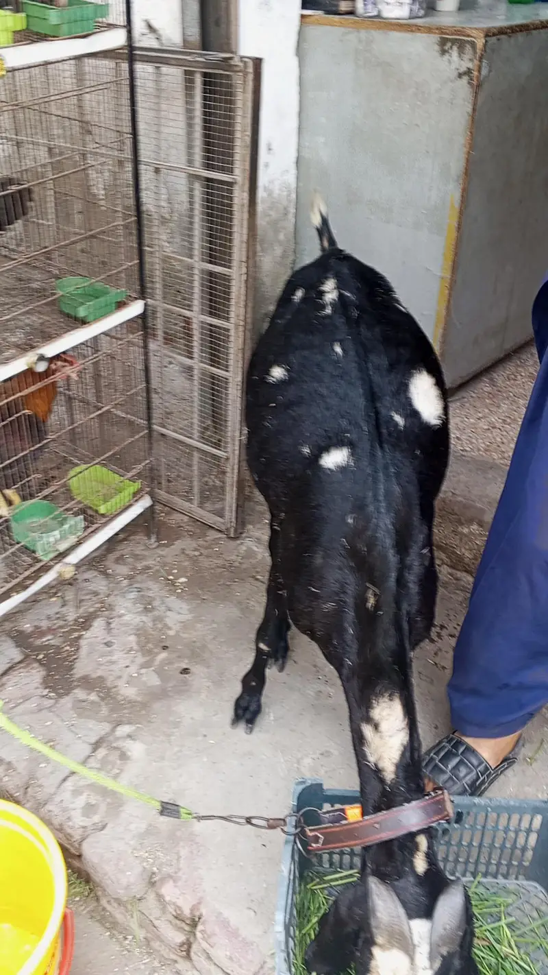 Goat Beetal/Gabban  Bakri /Goat 03014011627 — photo 2