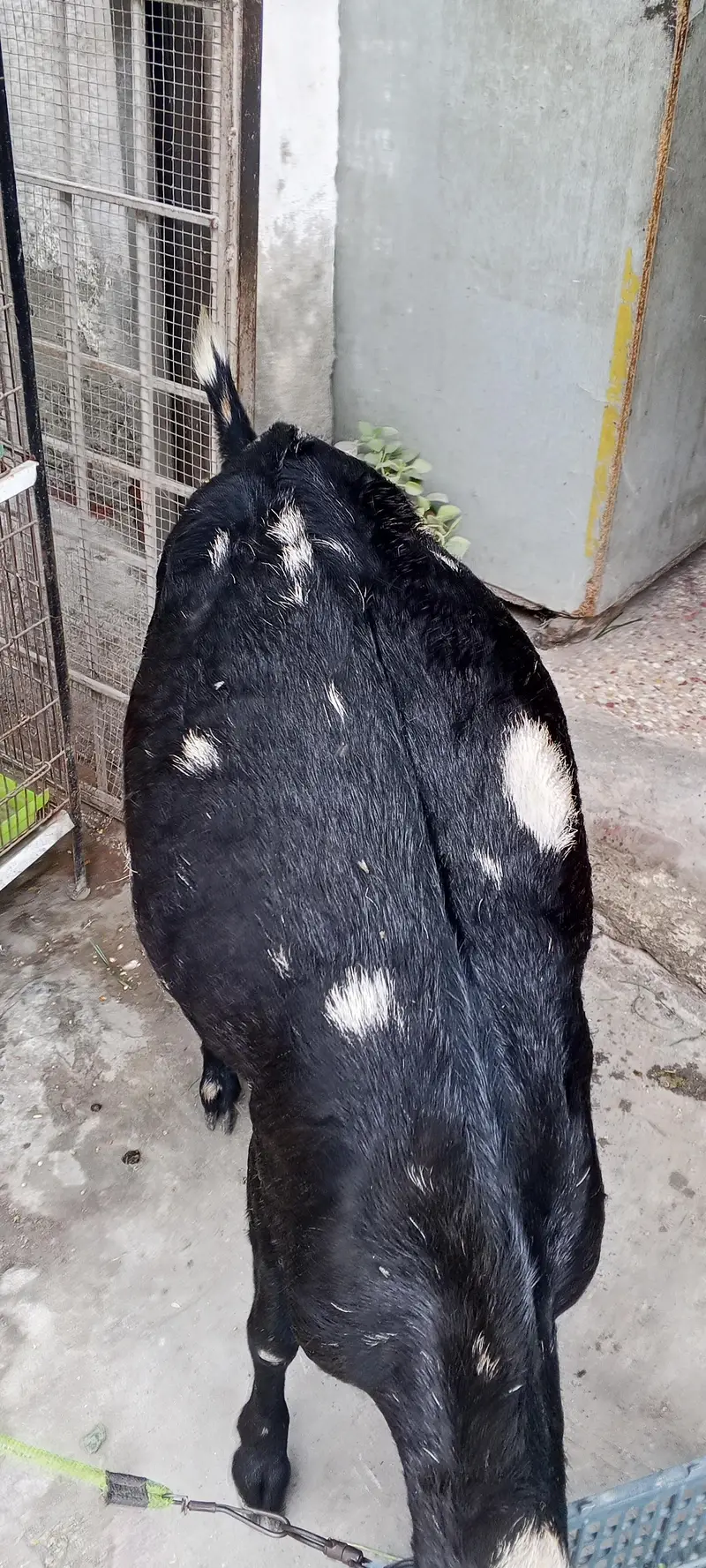 Goat Beetal/Gabban  Bakri /Goat 03014011627 — photo 4