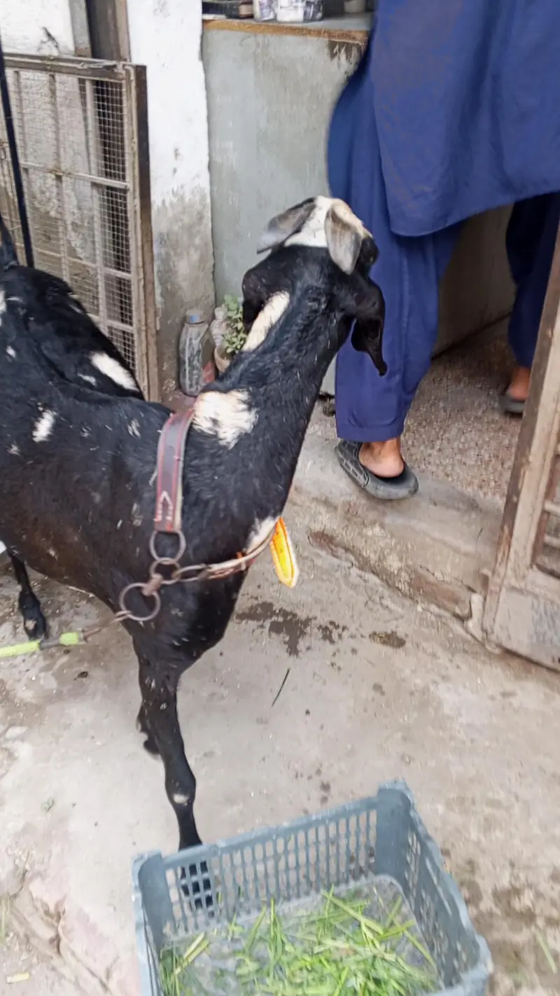 Goat Beetal/Gabban  Bakri /Goat 03014011627 — photo 5