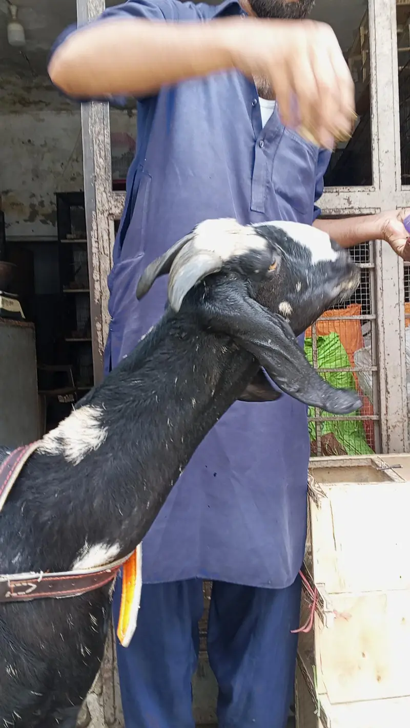 Goat Beetal/Gabban  Bakri /Goat 03014011627 — photo 6