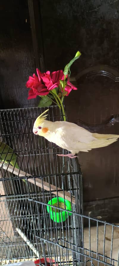 tame talking common white cocktail red eyes breeder male