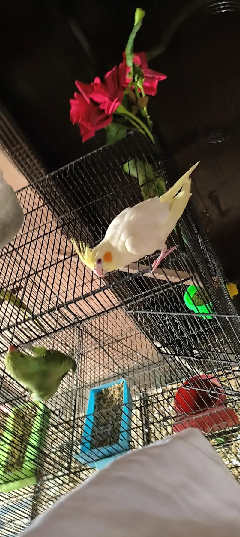 tame talking common white cocktail red eyes breeder male — photo 2