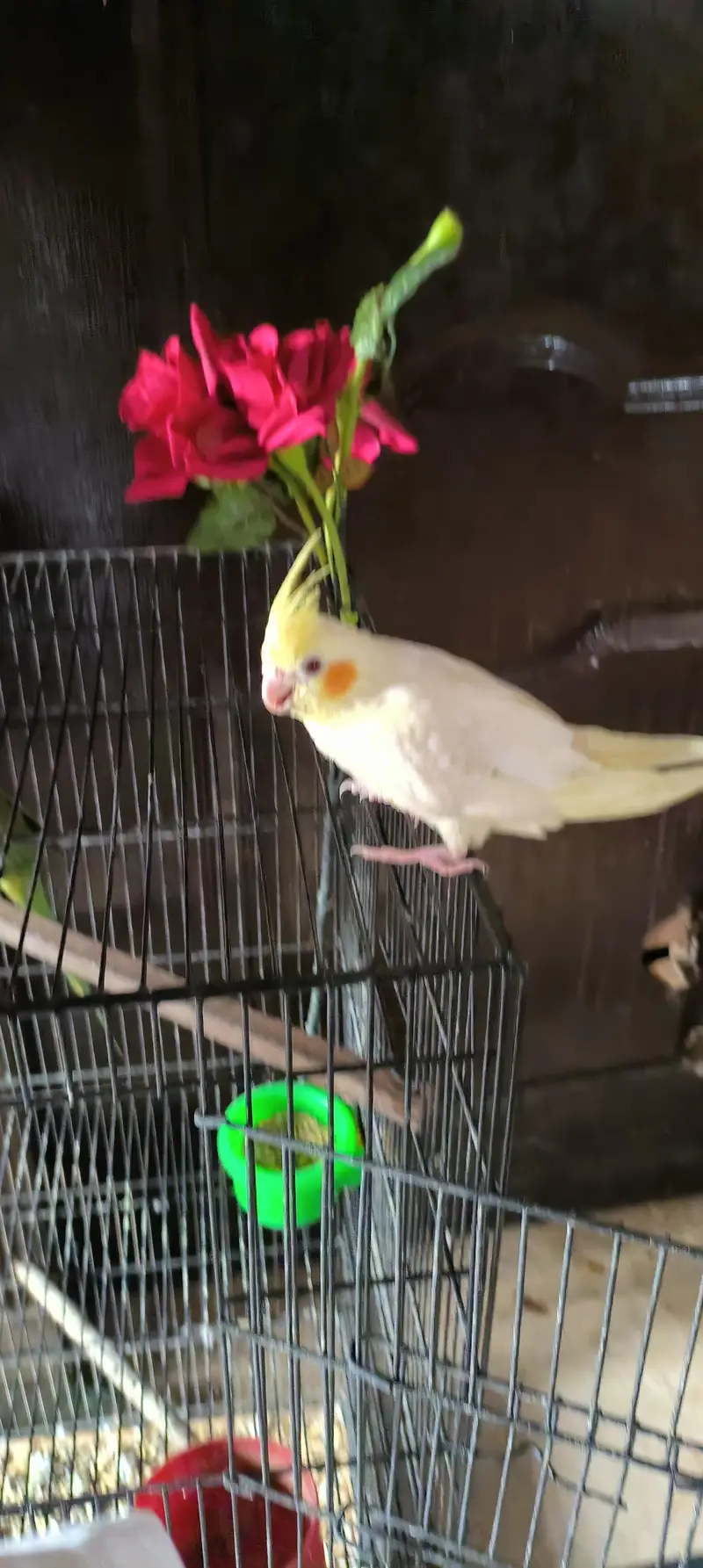 tame talking common white cocktail red eyes breeder male — photo 3