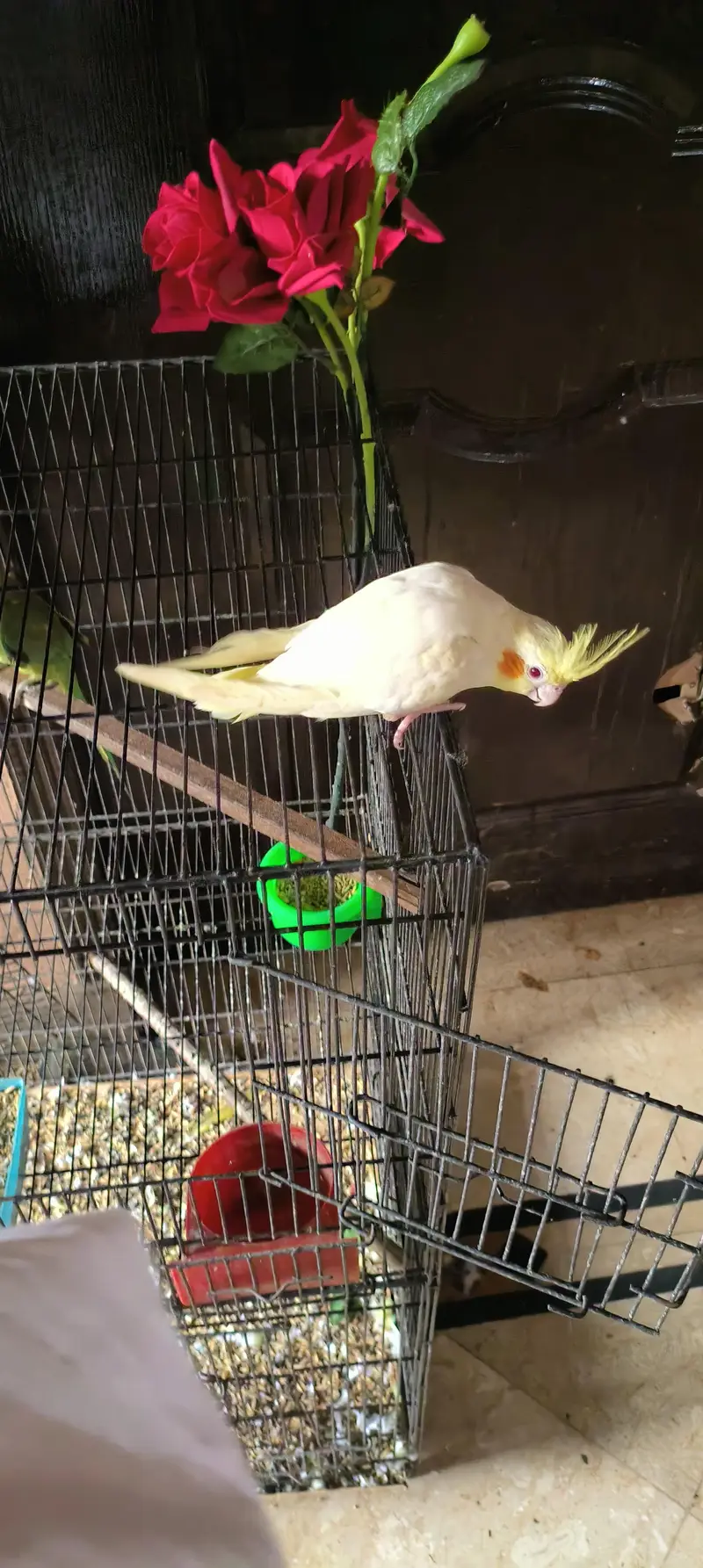 tame talking common white cocktail red eyes breeder male — photo 4