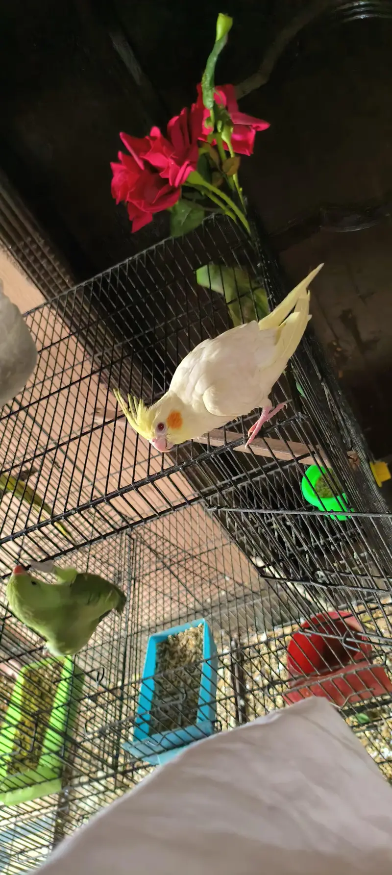 tame talking common white cocktail red eyes breeder male — photo 5