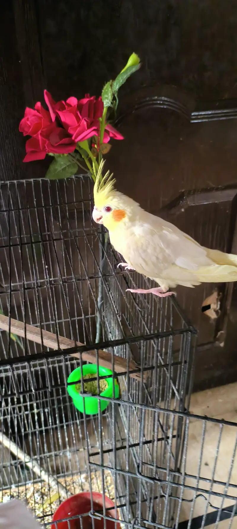 tame talking common white cocktail red eyes breeder male — photo 6