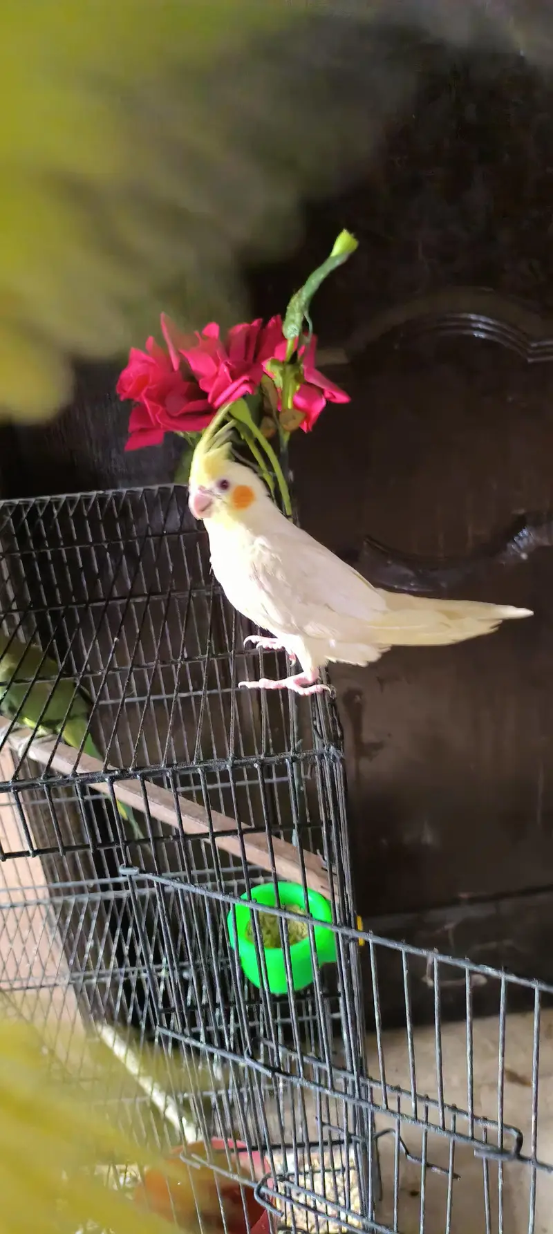 tame talking common white cocktail red eyes breeder male — photo 7