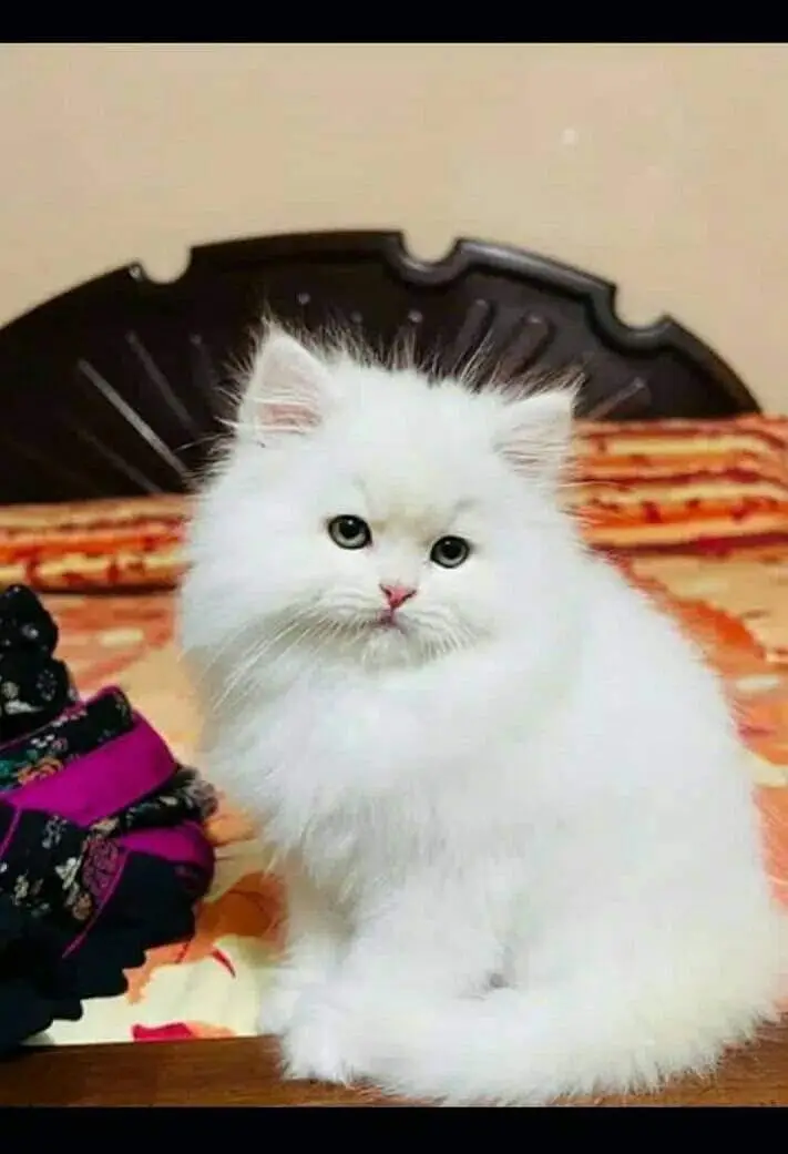 Persian kitten for urgent sale triple cod WhatsAp o/3/4/o/1/4/3/o/o/37 — photo 2