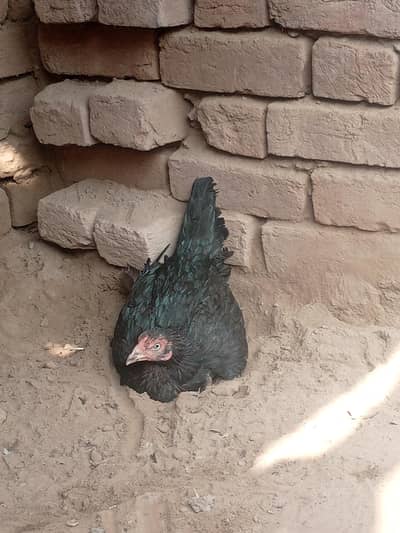 Aseel birds selling