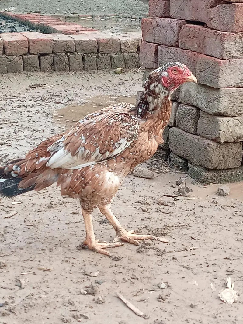 Aseel birds selling — photo 2