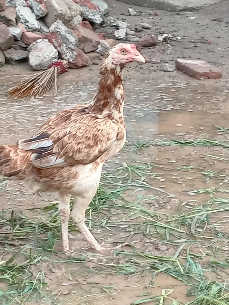 Aseel birds selling — photo 4