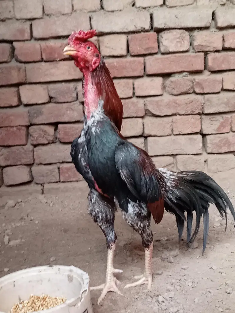 Aseel birds selling — photo 6