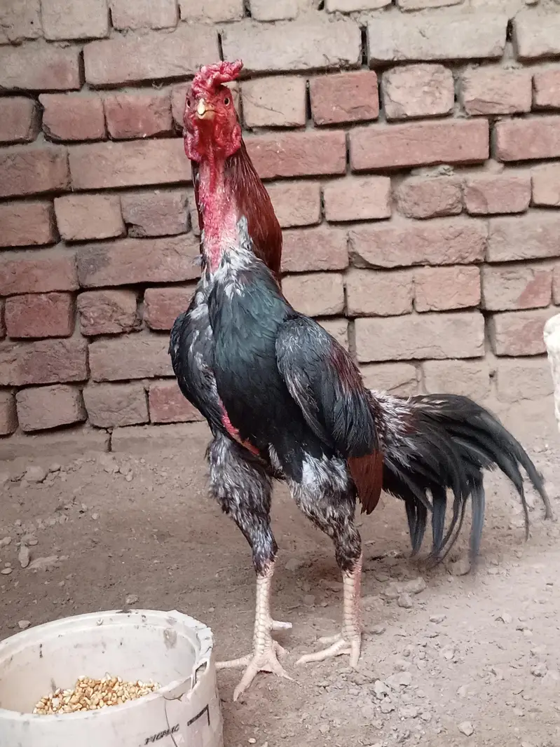 Aseel birds selling — photo 7
