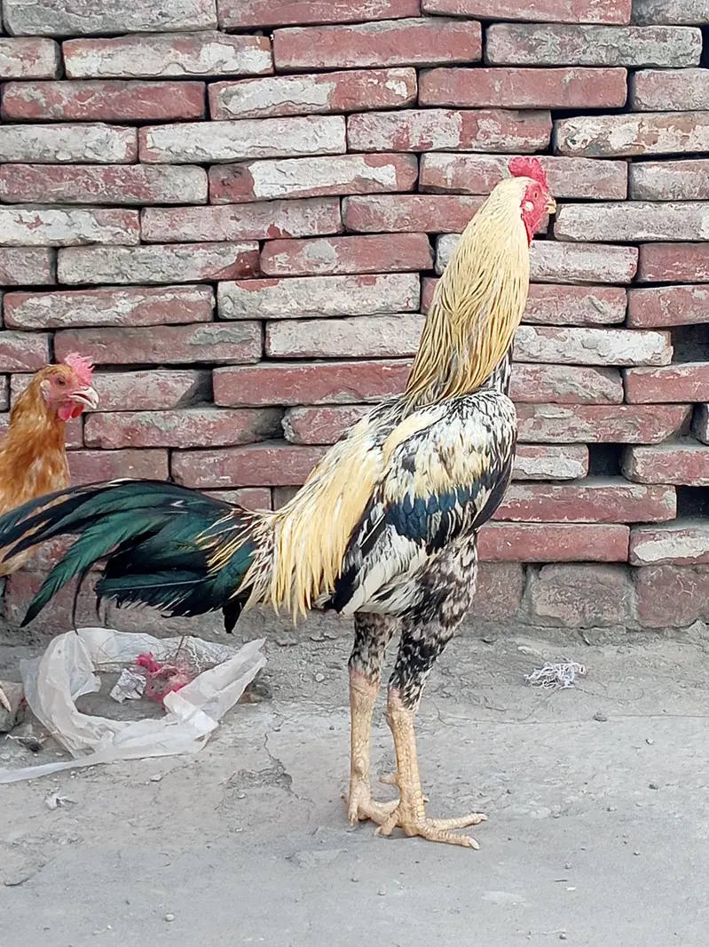Aseel birds selling — photo 8