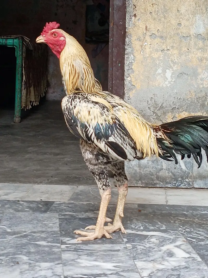 Aseel birds selling — photo 9