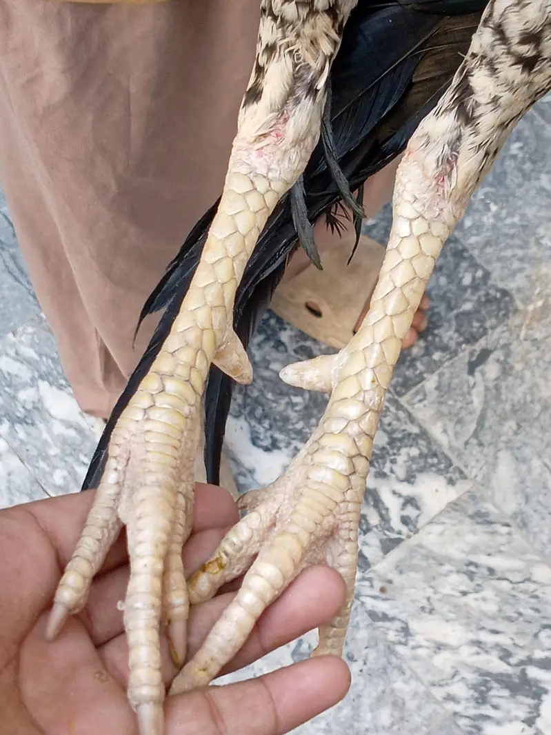 Aseel birds selling — photo 10