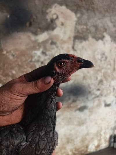 BURMI+PAKOYE YOUNG PULLET
