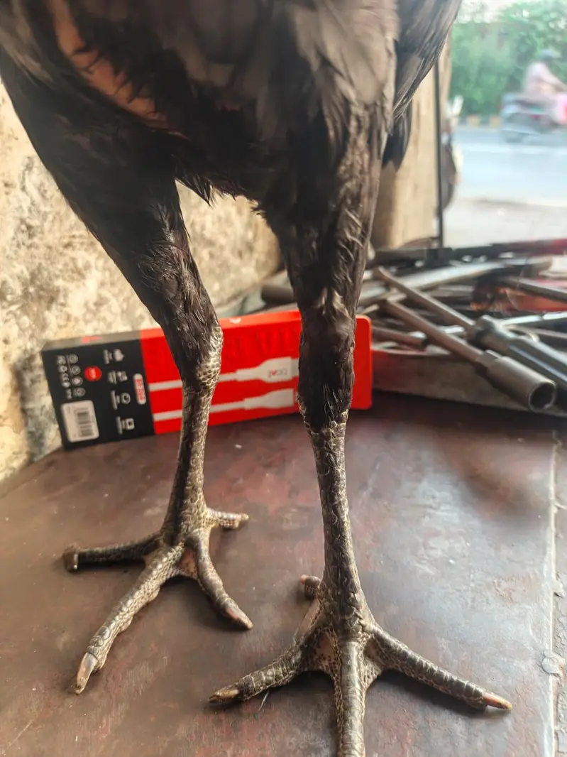 BURMI+PAKOYE YOUNG PULLET — photo 2