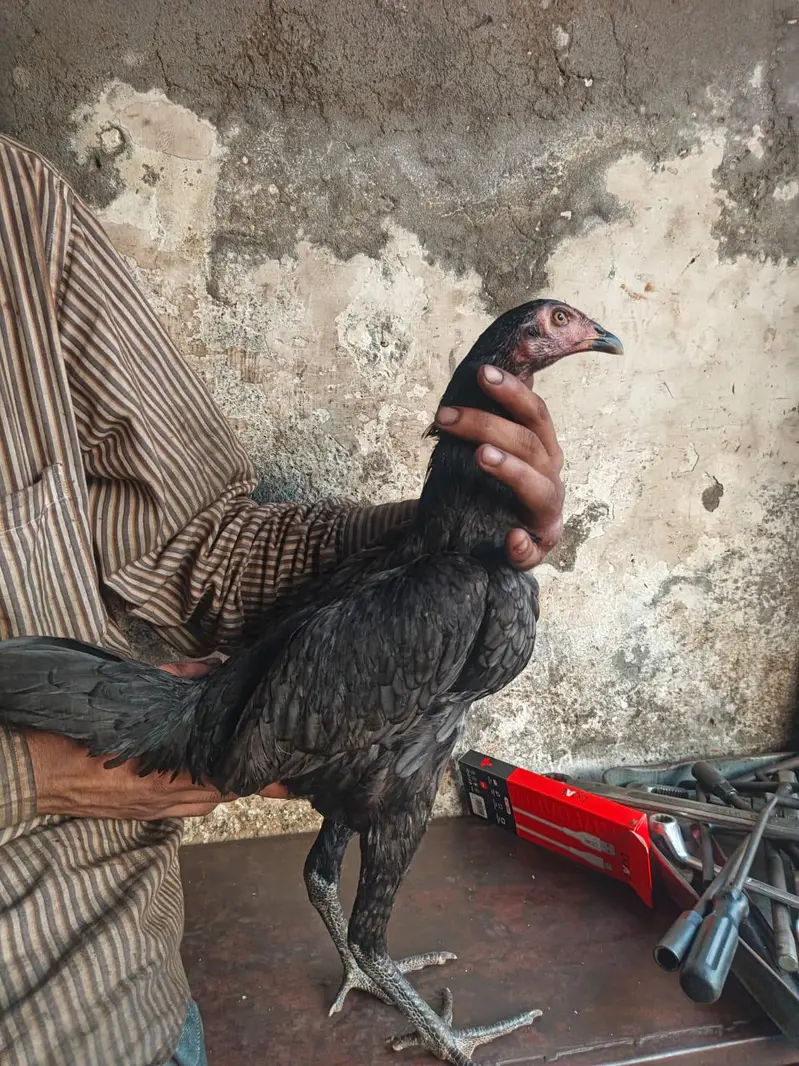 BURMI+PAKOYE YOUNG PULLET — photo 3