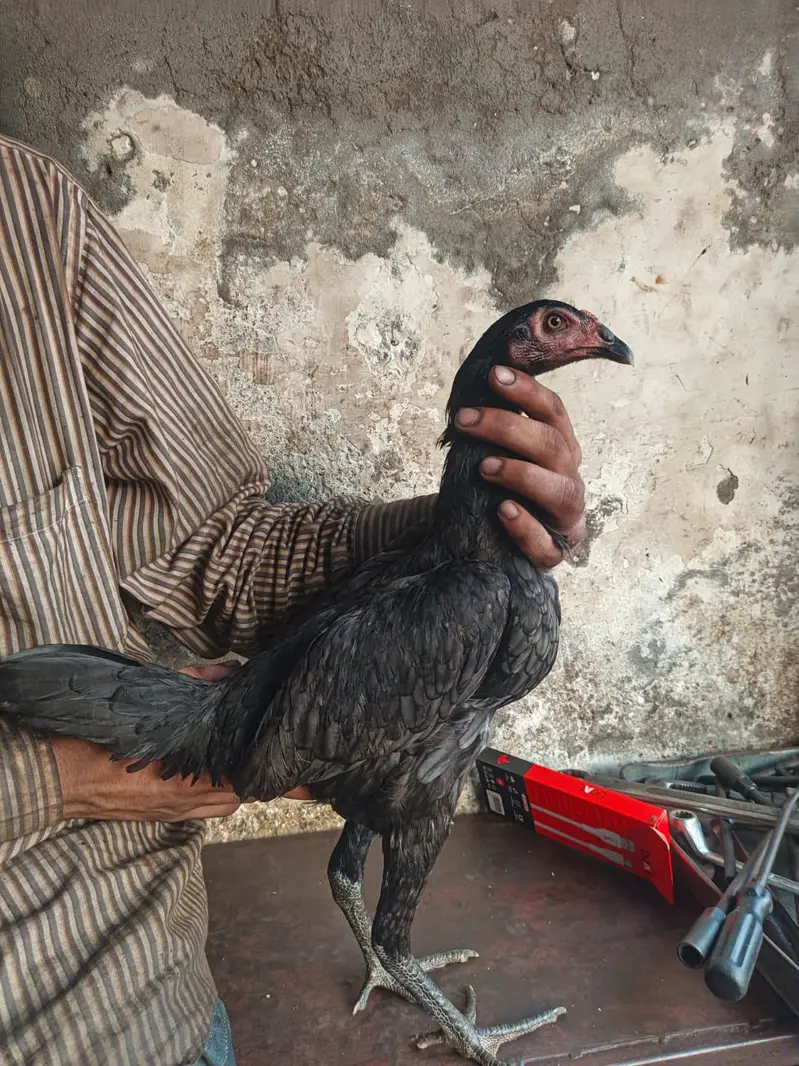BURMI+PAKOYE YOUNG PULLET — photo 4