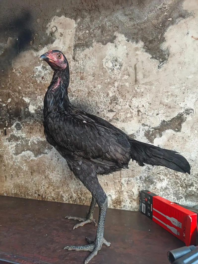 BURMI+PAKOYE YOUNG PULLET — photo 5