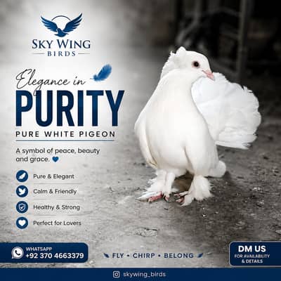 Pur White Indian Fantali pigeons