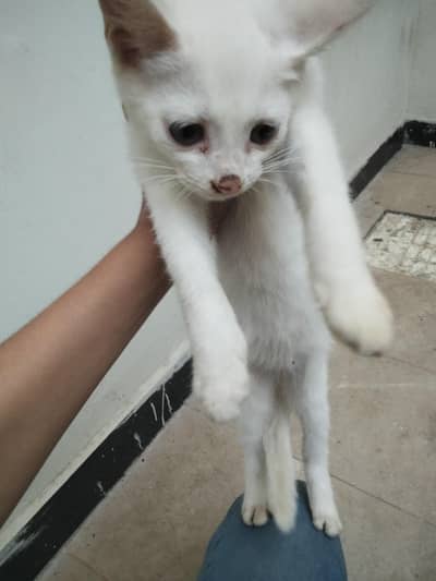 cat for sell
