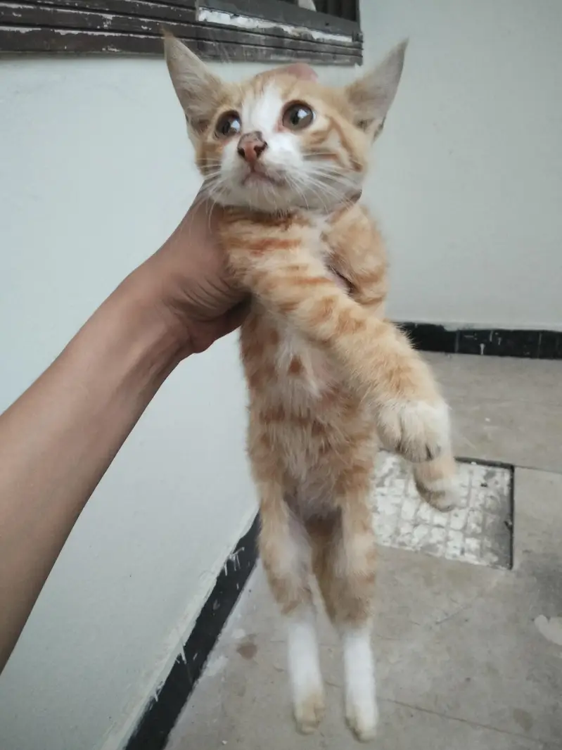 cat for sell — photo 2
