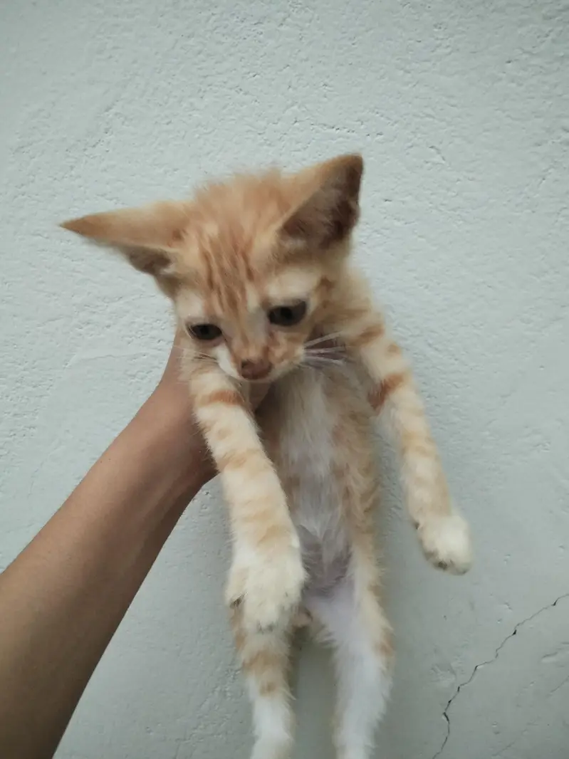 cat for sell — photo 3