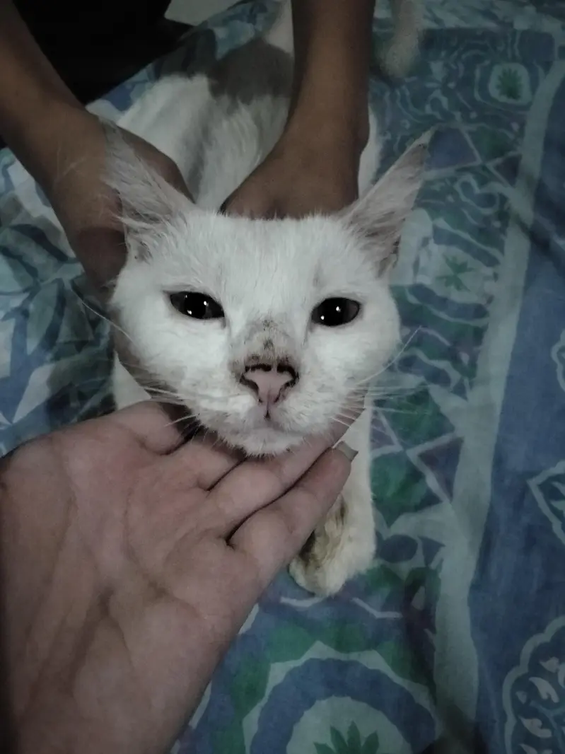 cat for sell — photo 4