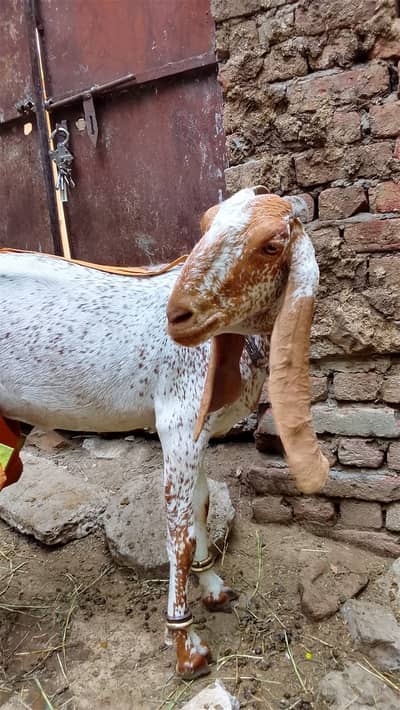 Healthy & Beautiful Large Goat for Sale – Long Ears, Good Body